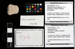 Foto (Objekt + Etikett) von Mundopsidae indet.  (NHMW-GEO-2014-0194-0226)